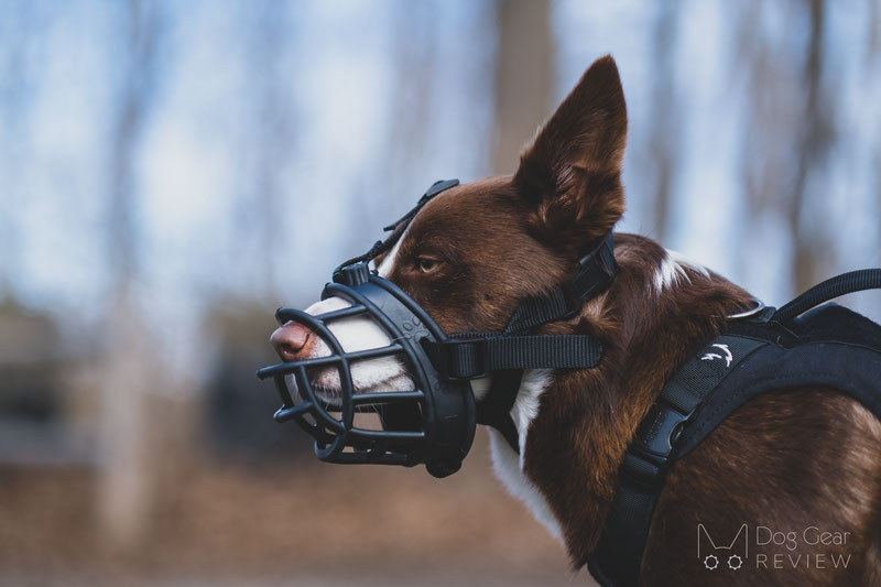 Does a muzzle stop a dog clearance barking