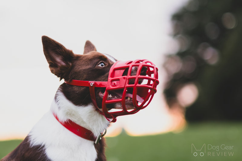 Muzzle for shop barking