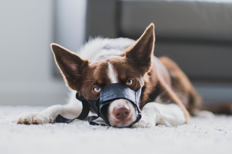 pink muzzle for barking