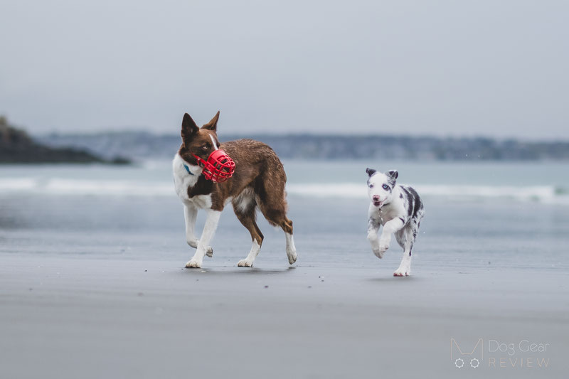 Dog muzzle clearance to prevent barking