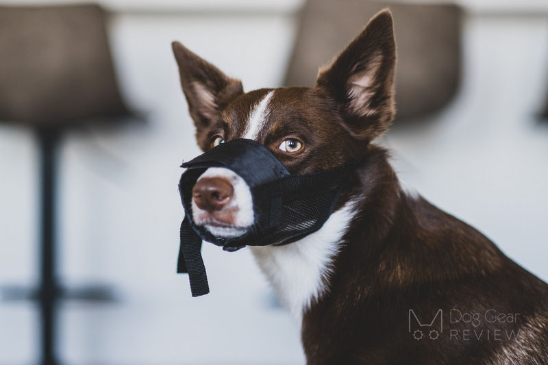 should you muzzle a biting puppy