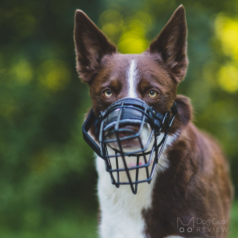 Wire dog clearance muzzles for biting