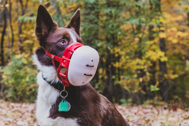 Dog muzzle shop to stop biting