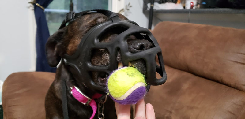 Best no bite hot sale muzzle for dogs