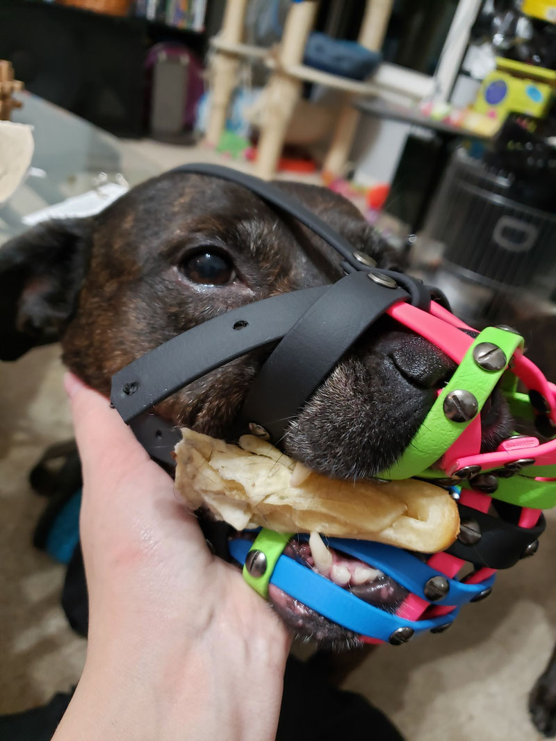 Did You Know That Not All Muzzles Are Bite-Proof? What are the best muzzles to prevent biting? | Dog Gear Review