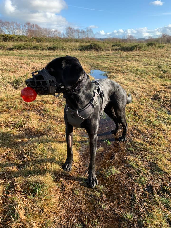 How to muzzle outlet a dog that bites