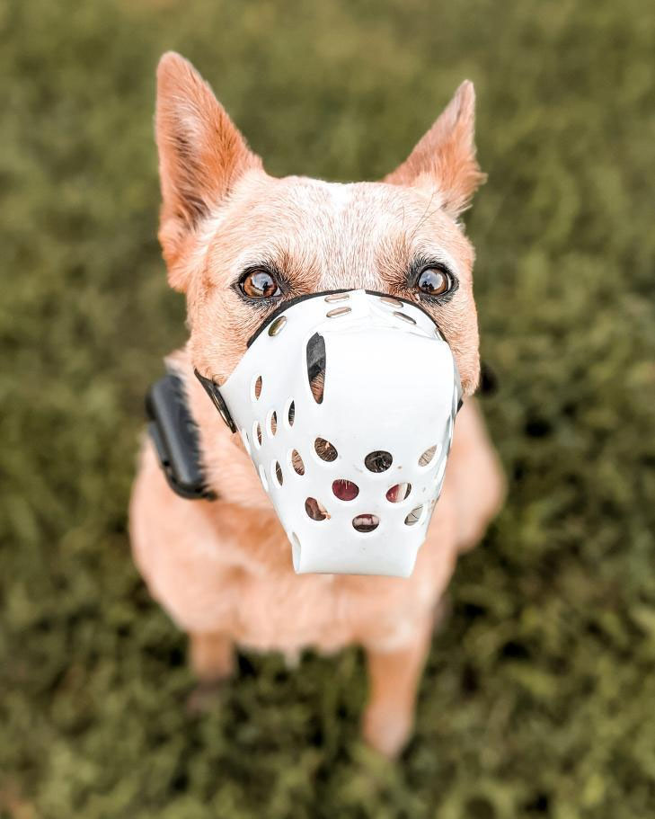 Did You Know That Not All Muzzles Are Bite-Proof? What are the best muzzles to prevent biting? | Dog Gear Review