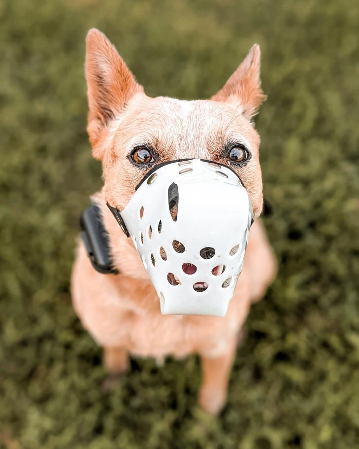 Best dog outlet muzzle for biting