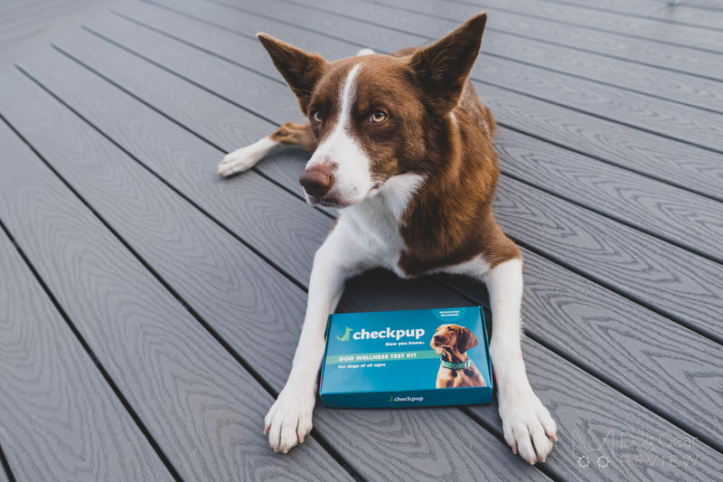 Checkpup Dog Wellness Test - What Did It Tell Us? | Dog Gear Review