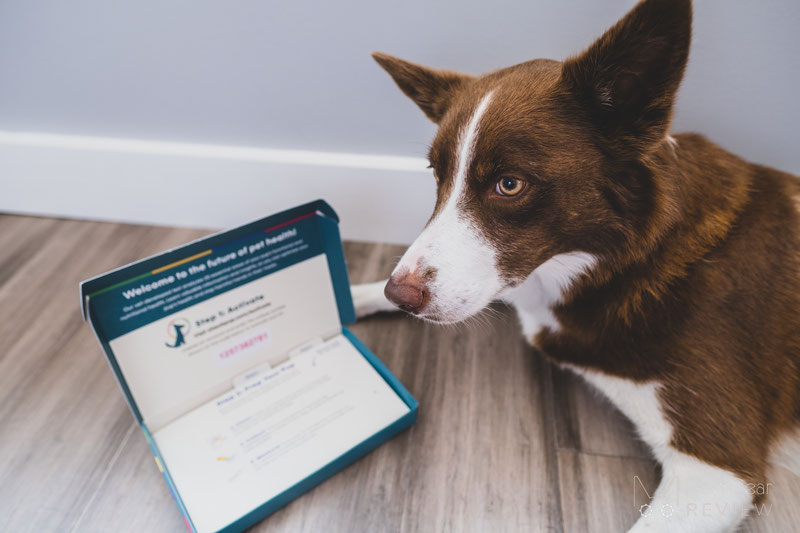 Checkpup Dog Wellness Test - What Did It Tell Us? | Dog Gear Review