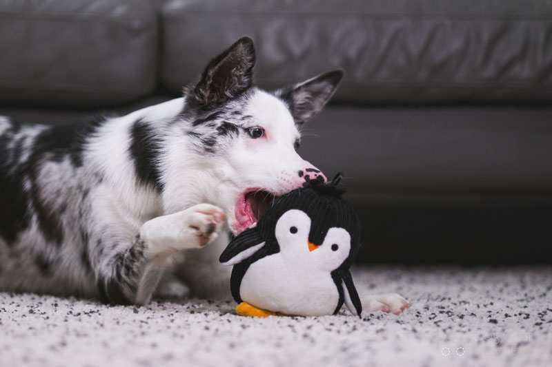 Cabela's Canvas Duck Dog Toy