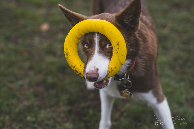 Best dog toys for christmas best sale