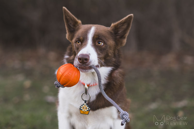 The Best Dog Toys for Christmas 2022 | Dog Gear Review