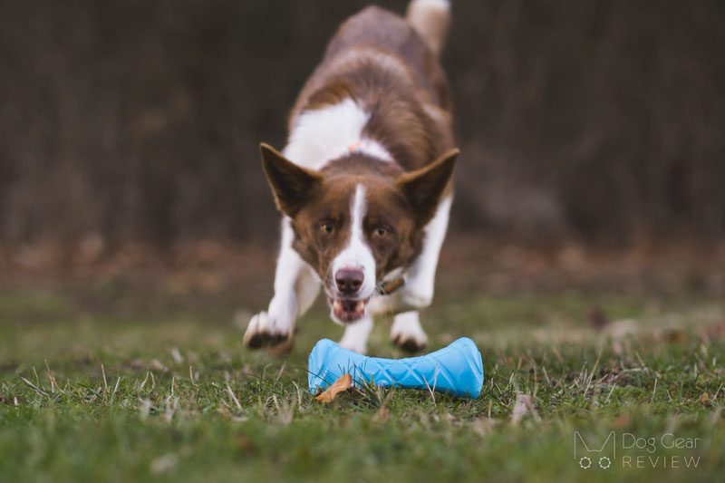 The Best Dog Toys for Christmas 2022 | Dog Gear Review