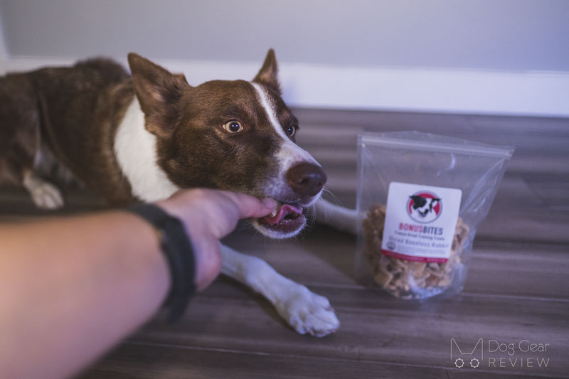 The 5 Best Christmas Gifts for Food-Motivated Dogs in 2022 | Dog Gear Review