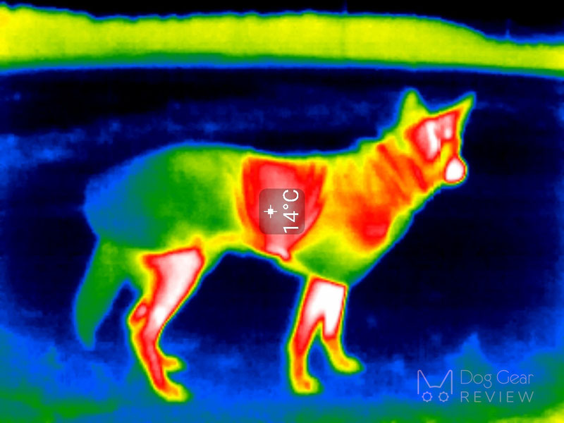 Checking Dog Coats with a Thermal Camera | Dog Gear Review