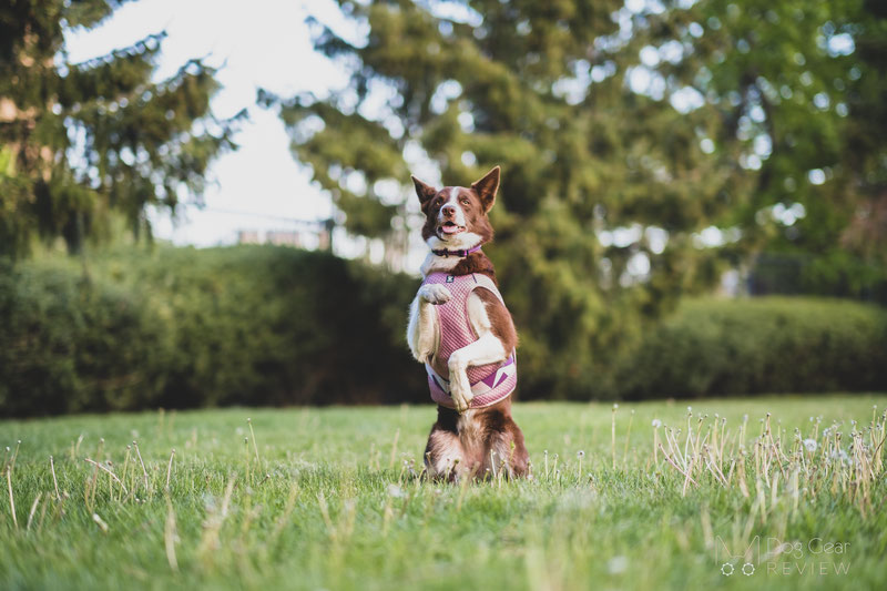 How to keep dogs cool in the summer heat | Dog Gear Review