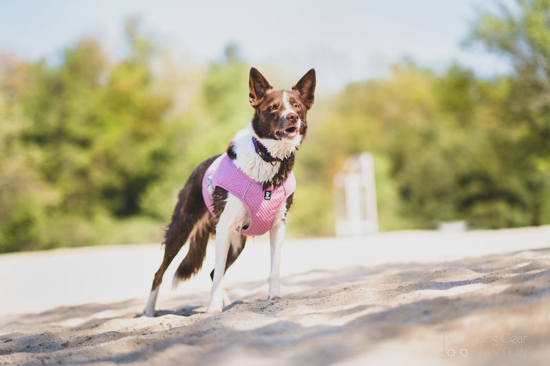 Walkin' Warrior Designer Rear Dog Harness