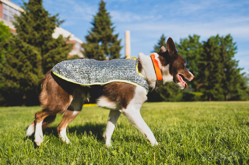 Diy dog cooling vest hotsell