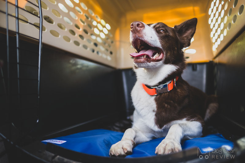 DIY Dog Cooling Mat - Keep Your Dog Cooled Off in Hot Weather