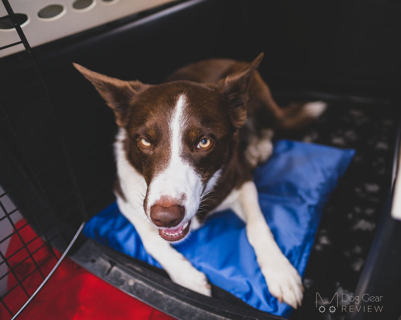 Cooling things for clearance dogs