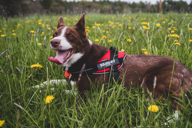 How to keep dogs cool in the summer heat | Dog Gear Review