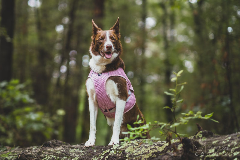 Do Dog Cooling Vests Actually Work? | Dog Gear Review
