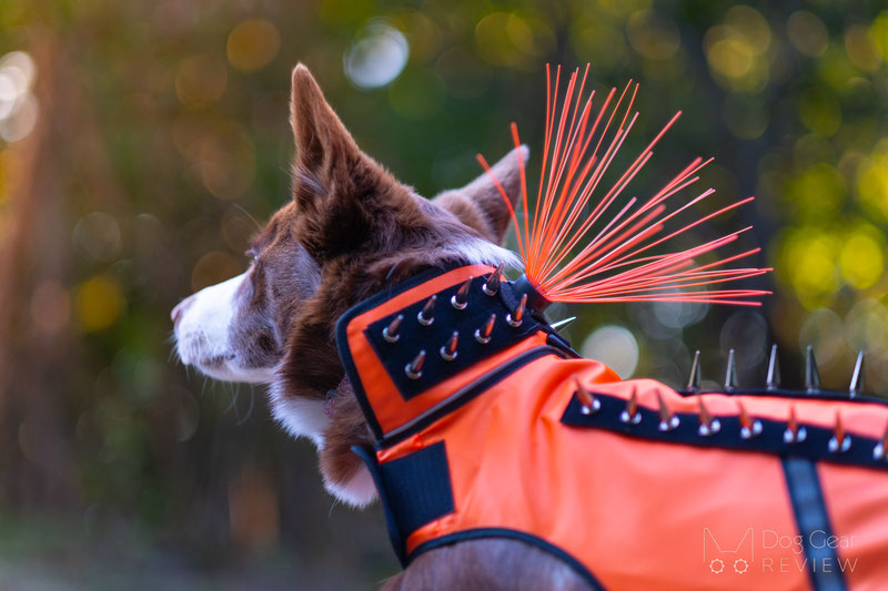 Dog vest to protect best sale from coyotes