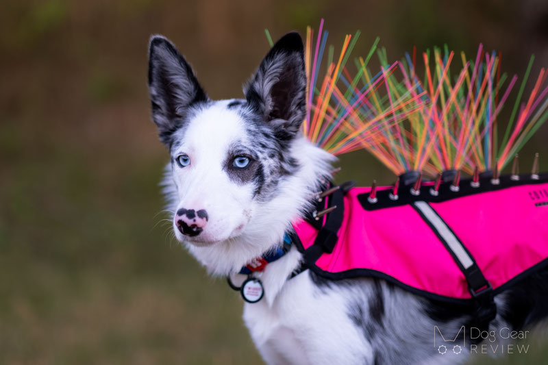 What is a Coyote Vest? How does it protect a dog?