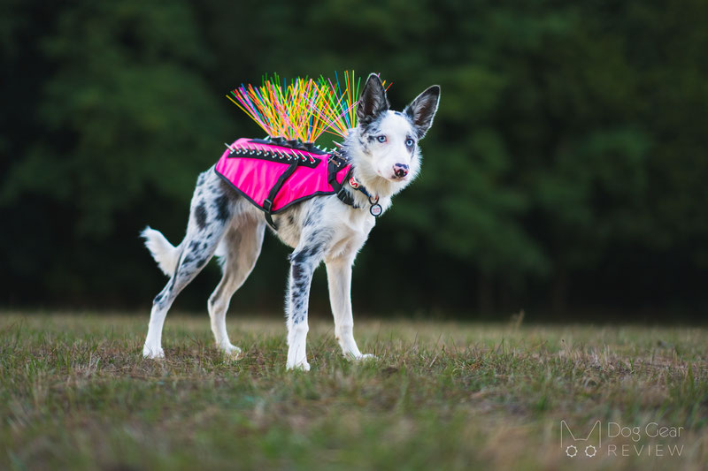 CoyoteVest uses flashy spikes to deter coyotes from attacking our