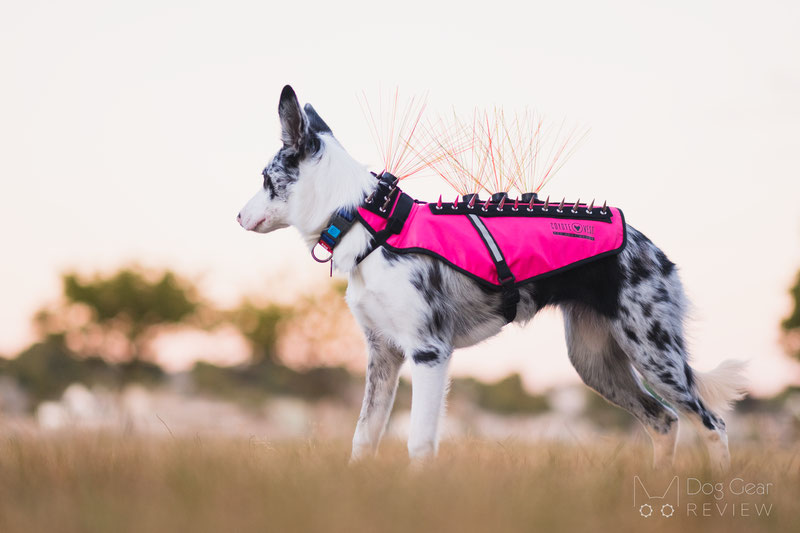 Pet owner uses coyote vest to protect dog 