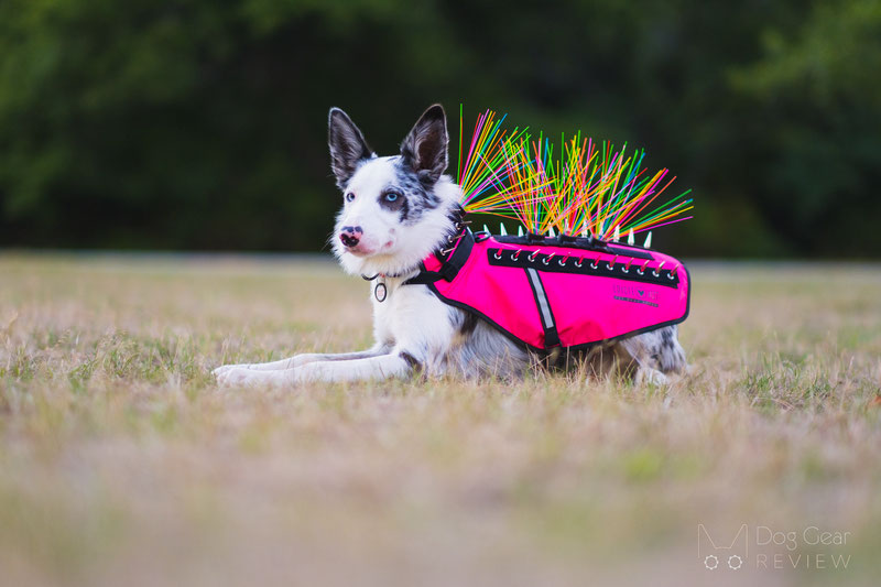 Spiked store dog vest