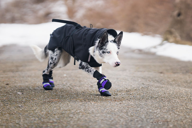 Dogs wearing shoes hotsell for the first time