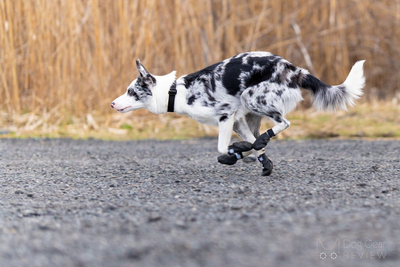 Dog Boots Falling Off Tips for a secure fit Dog Gear Review