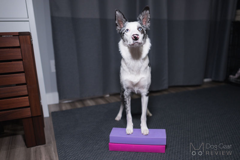 Keep Your Dog Active With This Must-Have Fitness Gear