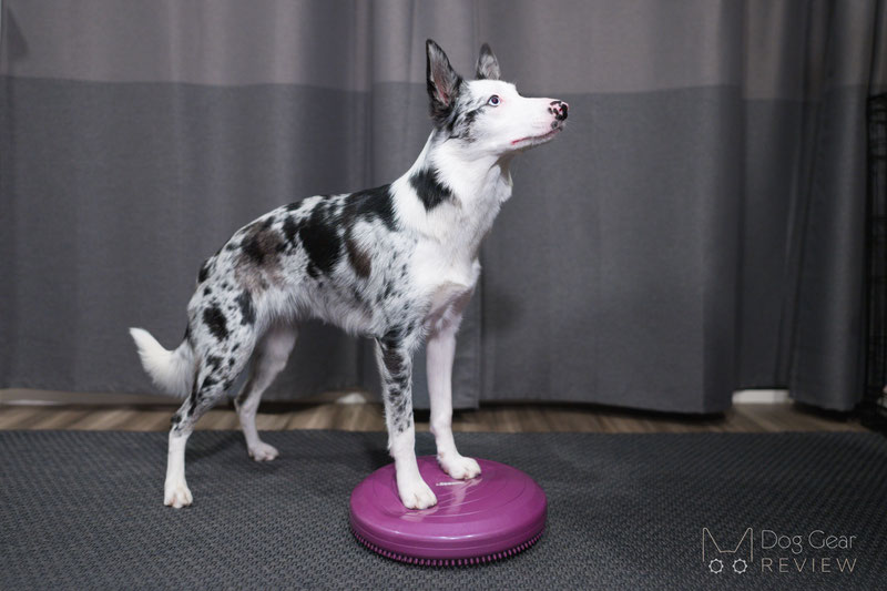 Keep Your Dog Active With This Must-Have Fitness Gear