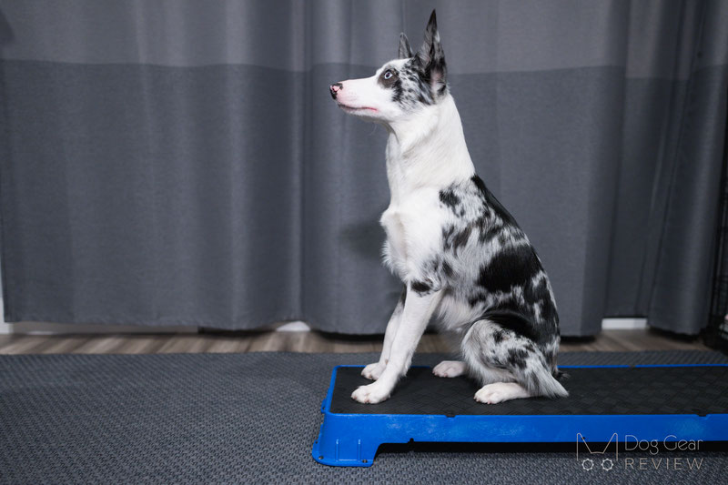 Cato Board - Dog Training Platform (White, Turf Surface)