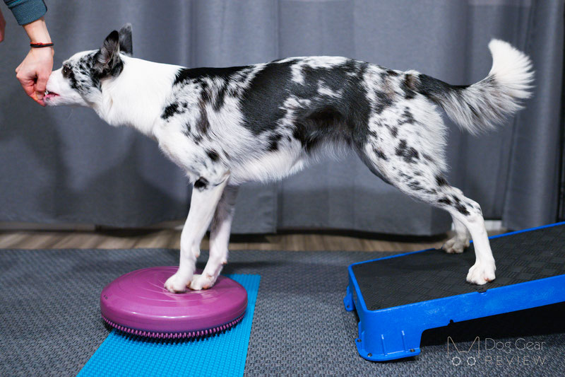 Dog 2025 conditioning equipment