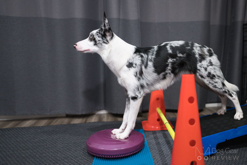 https://doggearreview.com/images/article/dogfitnessequipment/DSC06058_fallback.jpg