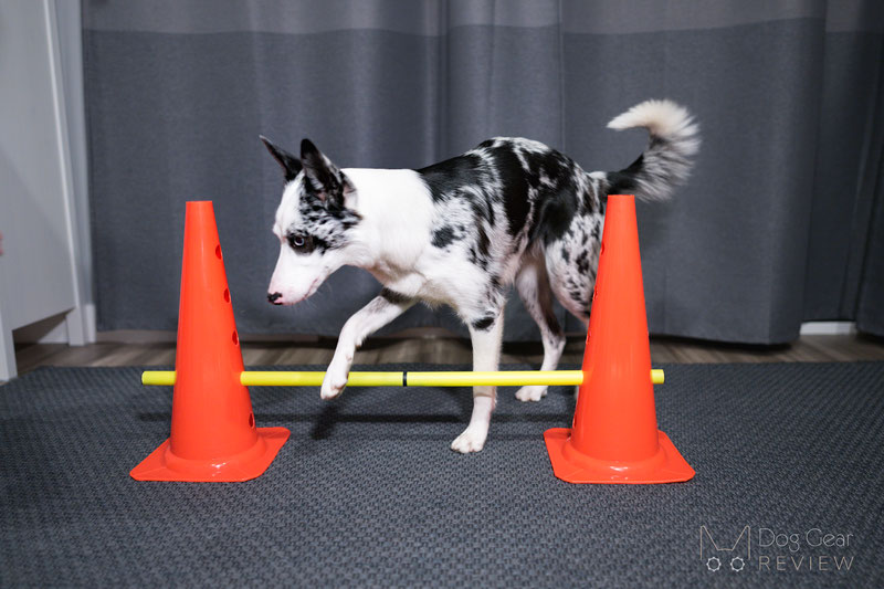 Dog shop fitness training