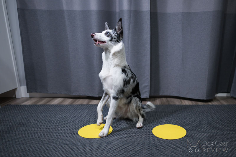 Dog Exercise Equipment: How it Works and When to Use It