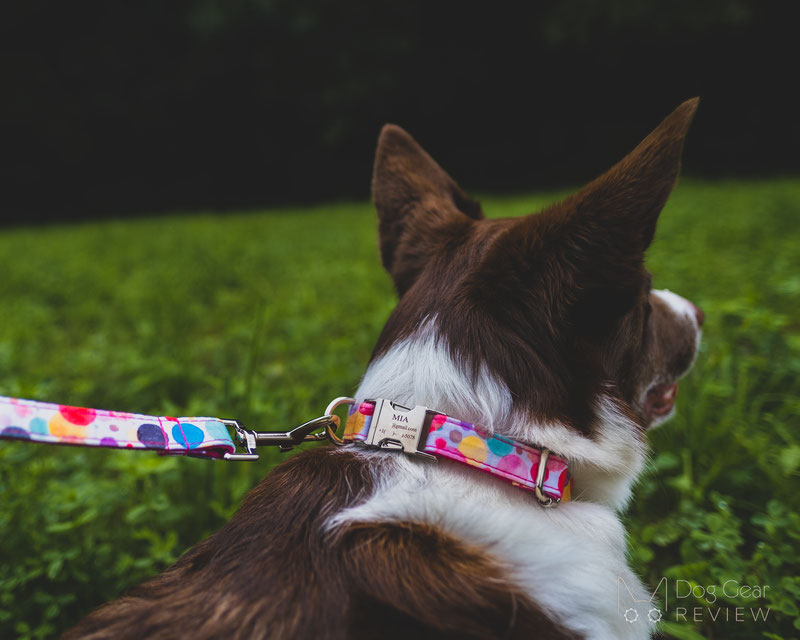 Five Unique Dog ID Tag Options | Dog Gear Review