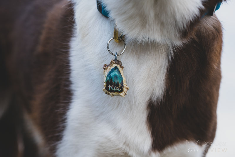 Five Unique Dog ID Tag Options | Dog Gear Review