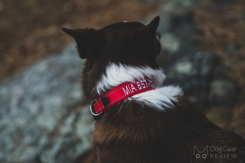 Five Unique Dog ID Tag Options | Dog Gear Review