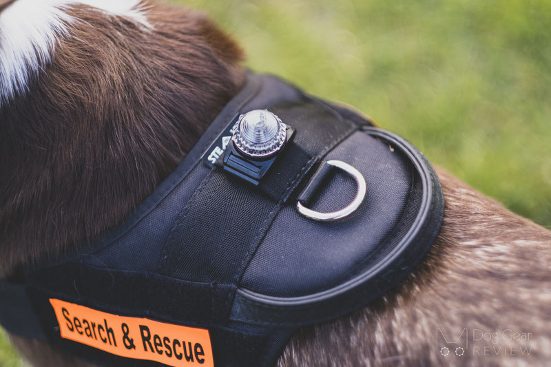 Dog Visibility Guide - Lights, LED Collars, Reflective Vests and more | Dog Gear Review