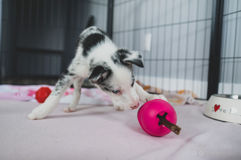 Why your dog needs enrichment toys