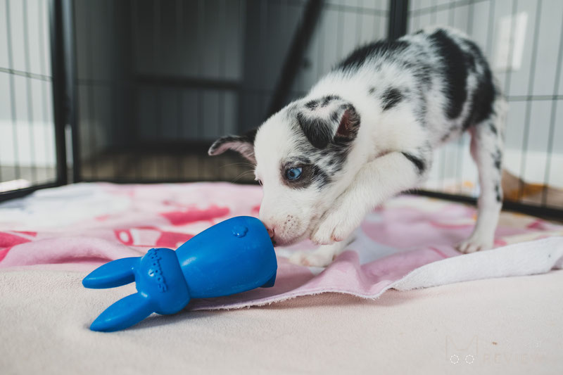 The Best Dog Feeding Toys — Enrichment 101 - Bings Best Things