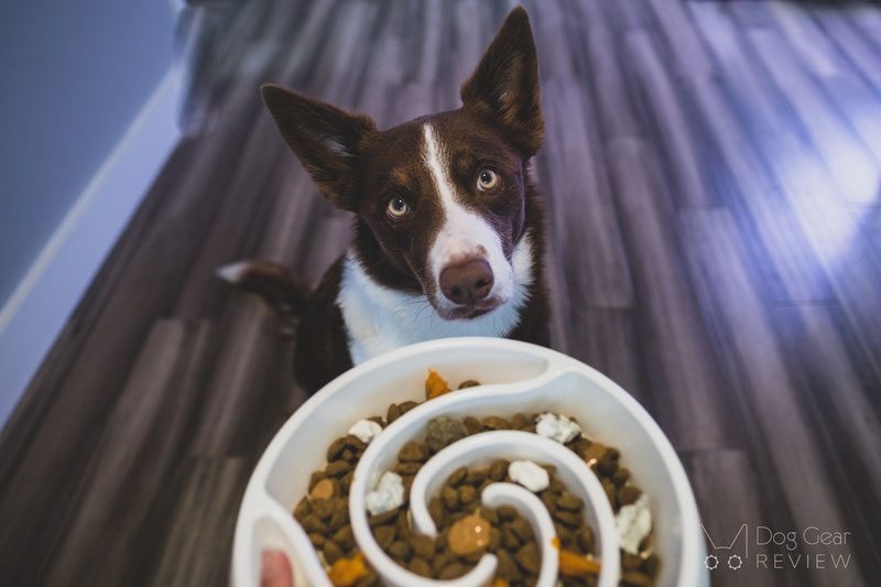 8 DIY Enrichment Games for the Canine Mind