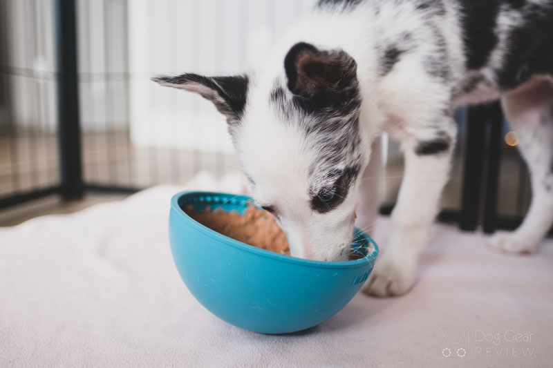 10 Enrichment Toys for Dogs | Dog Gear Review