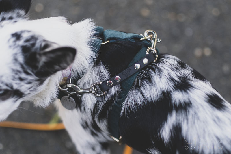 What makes a dog harness escape-proof? (and how to choose one) | Dog Gear Review